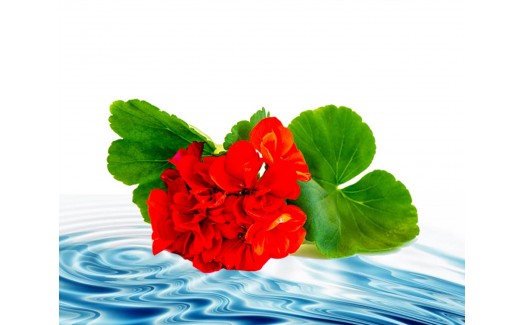 Geranium Floral Water